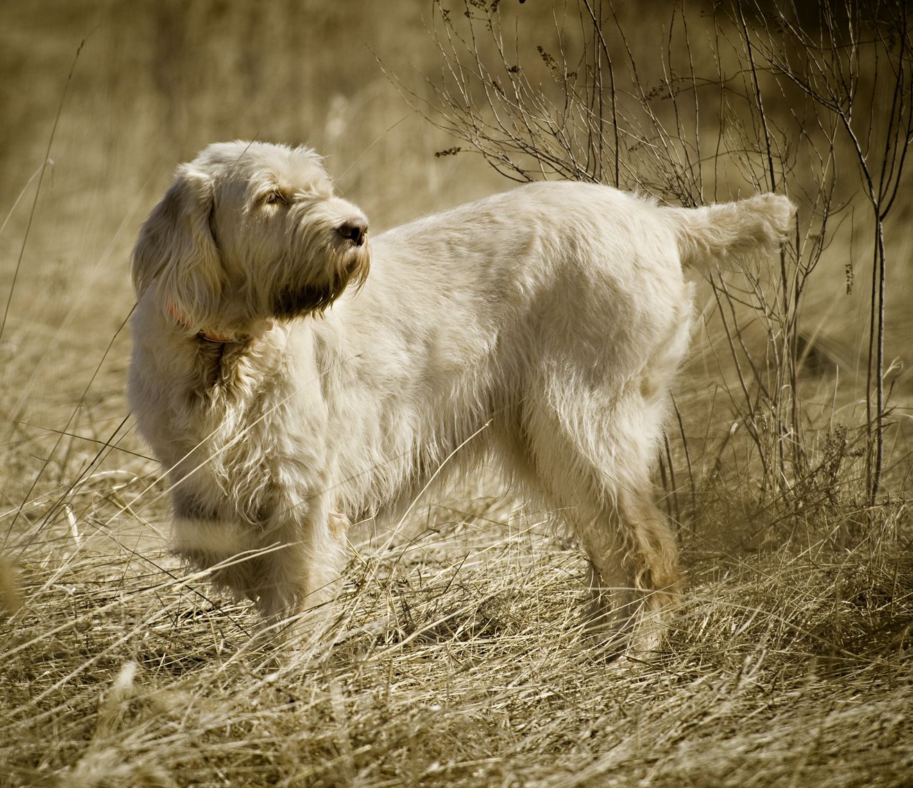 Take Your Dog Hunting